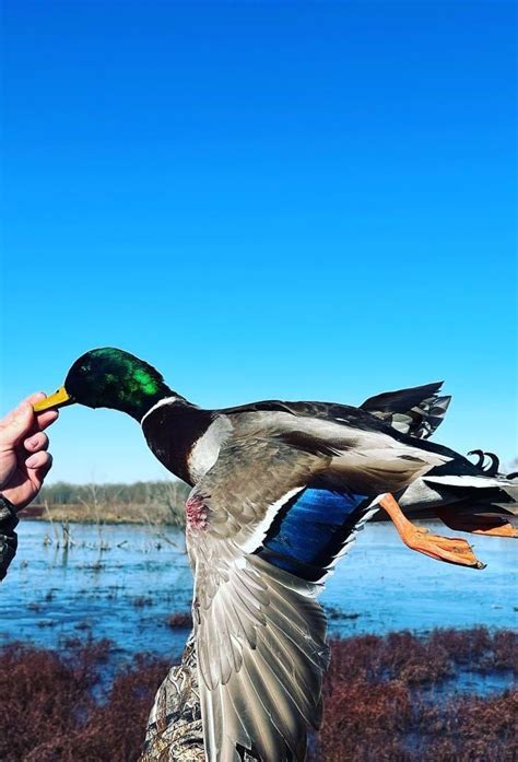 31 to nonresident hunters only. . Oklahoma duck season 2022